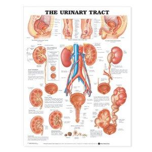 THE URINARY TRACT ANATOMICAL CHART