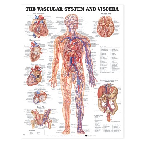 THE VASCULAR SYSTEM AND VISCERA ANATOMICAL CHART