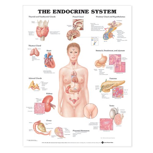 THE ENDOCRINE SYSTEM ANATOMICAL CHART