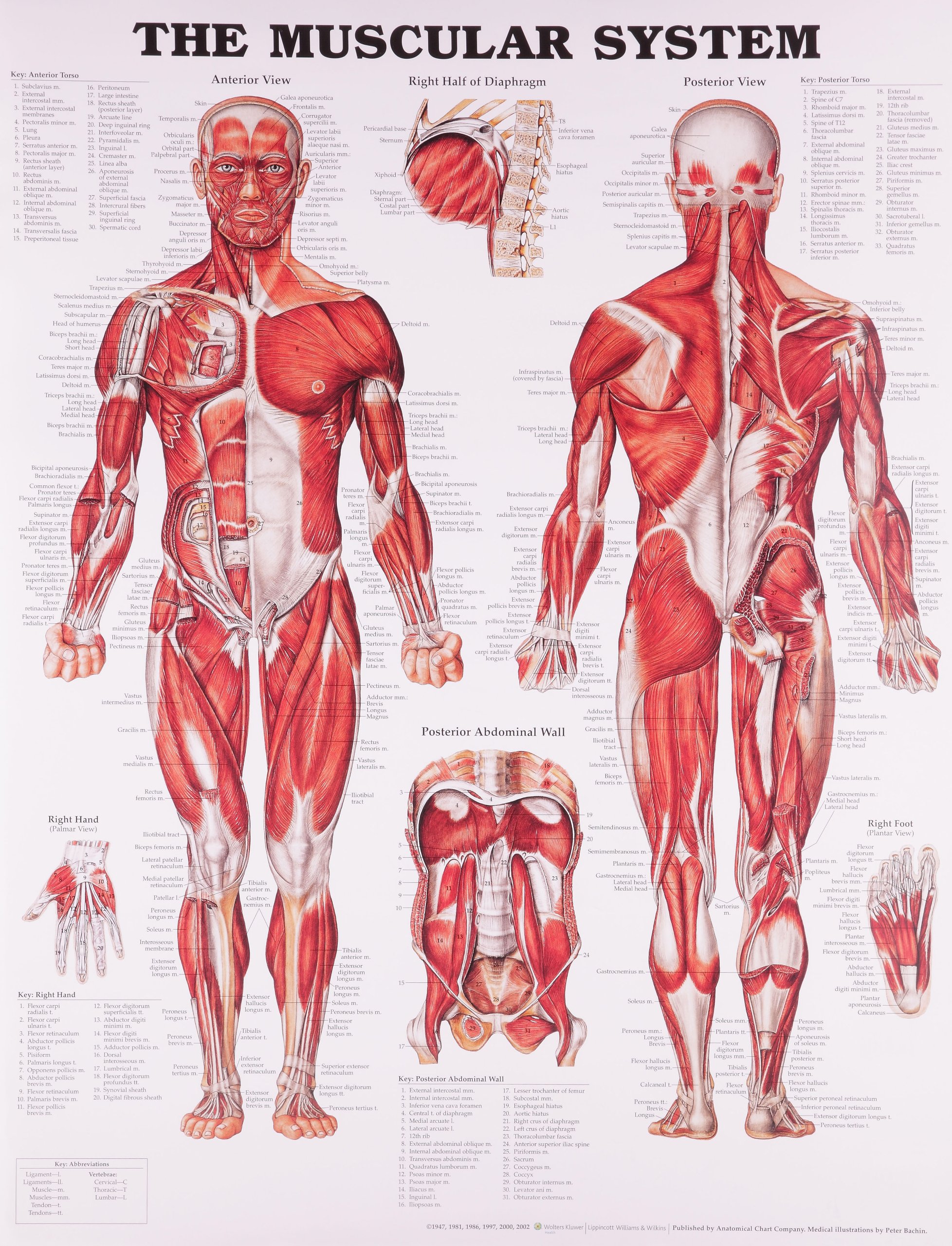 THE MUSCULAR SYSTEM ANATOMICAL CHART